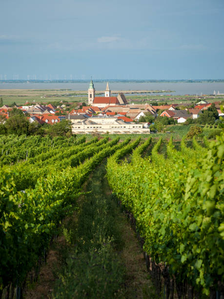 istock City Rust am See with lake and his vineyards 1167705078