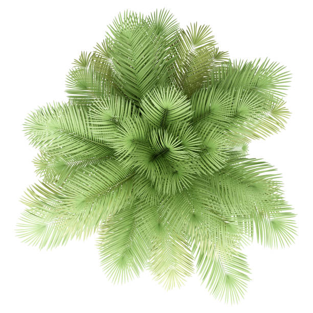 istock coconut palm tree isolated on white background. top view 1167705108