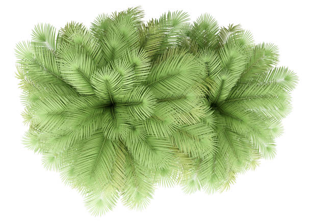 istock two coconut palm trees isolated on white background. top view 1167705182
