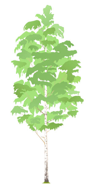 ilustrações de stock, clip art, desenhos animados e ícones de one birch tree isolated - silver birch tree