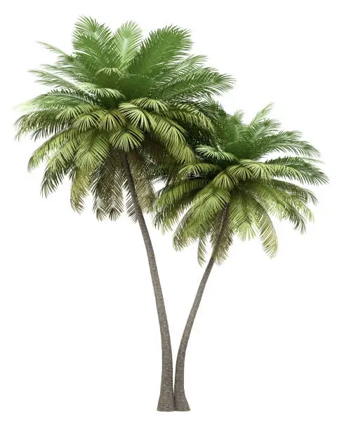 Photo of two coconut palm trees isolated on white background