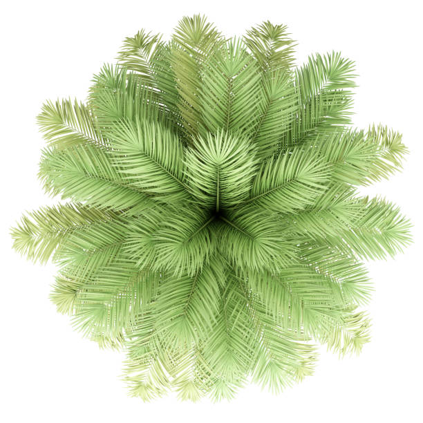 istock date palm tree isolated on white background. top view 1167705368