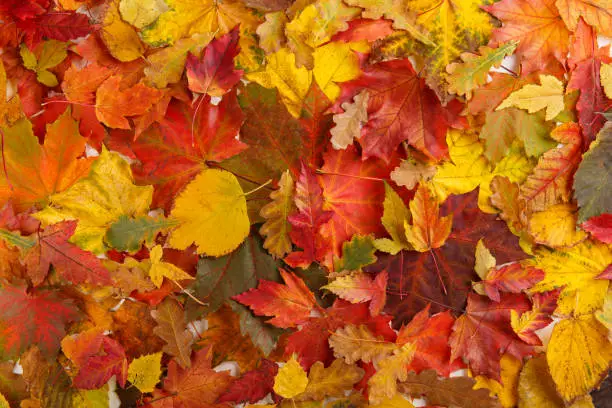 Photo of Colorful fall leaves as background. Autumn composition.  Flat lay, top view, copy space.
