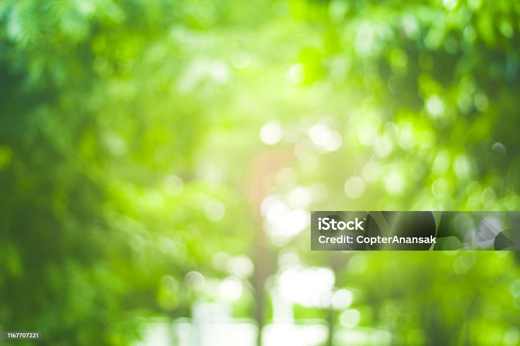 Abstract Green Nature Blur Background And Sunlight Stock Photo - Download  Image Now - iStock