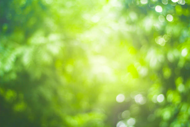istock abstract green nature blur background  and  sunlight 1167707261