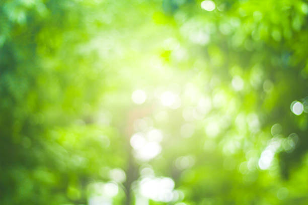 istock abstract green nature blur background  and  sunlight 1167707277