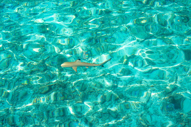 Reef Shark