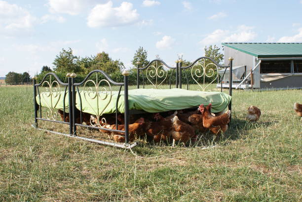 istock The chickens seek the shade under the bed 1167709311
