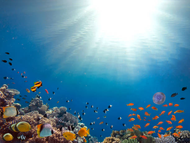 istock Coral Reef and Tropical Fish in Sunlight 1167709468