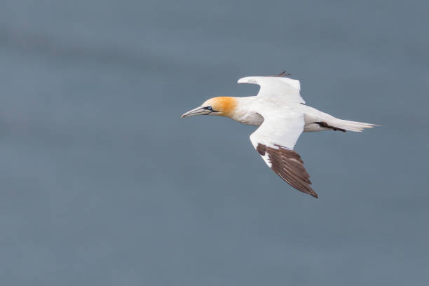 istock detailed view on gannet (morus bassanus) flying over sea 1167709470