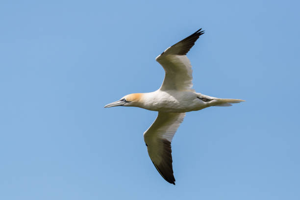 istock close-up gannet (morus bassanus) in flight, blue sky 1167709475