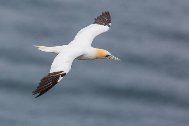 istock isolated gannet (morus bassanus) in flight over sea 1167709513