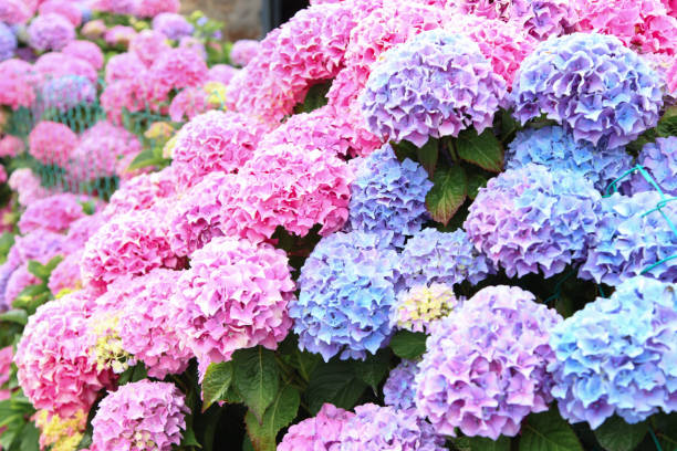 a top view of a smooth hydrangea or wild hortensia blue and violet flowers. - hydrangea gardening blue ornamental garden imagens e fotografias de stock