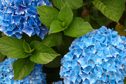A top view of a smooth hydrangea or wild hortensia blue flowers. Selective focus. Close up view.