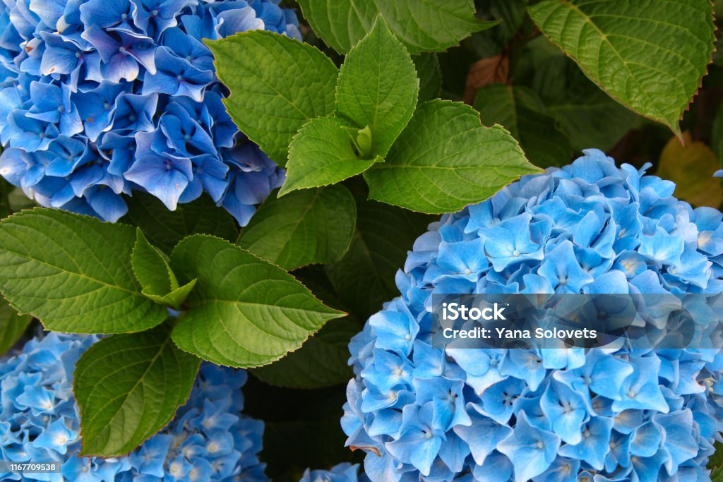 A top view of a smooth hydrangea or wild hortensia blue flowers. A top view of a smooth hydrangea or wild hortensia blue flowers. Selective focus. Close up view. Hydrangea Stock Photo