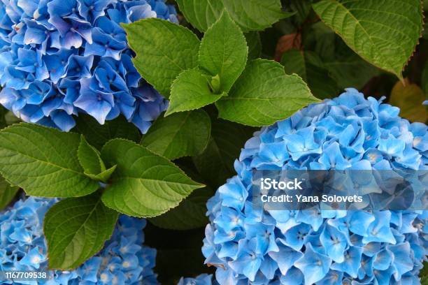 A Top View Of A Smooth Hydrangea Or Wild Hortensia Blue Flowers Stock Photo - Download Image Now