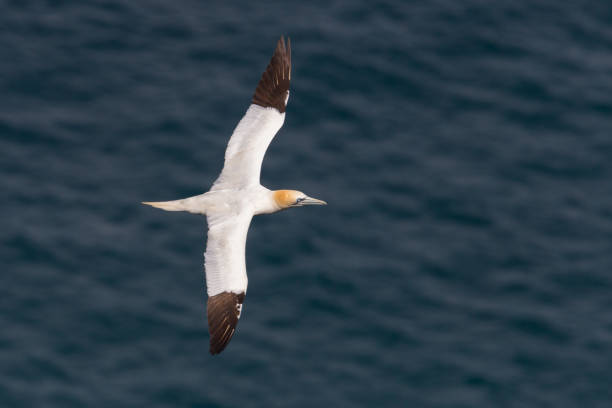 istock one gannet (morus bassanus) flying over wavy blue sea 1167709563