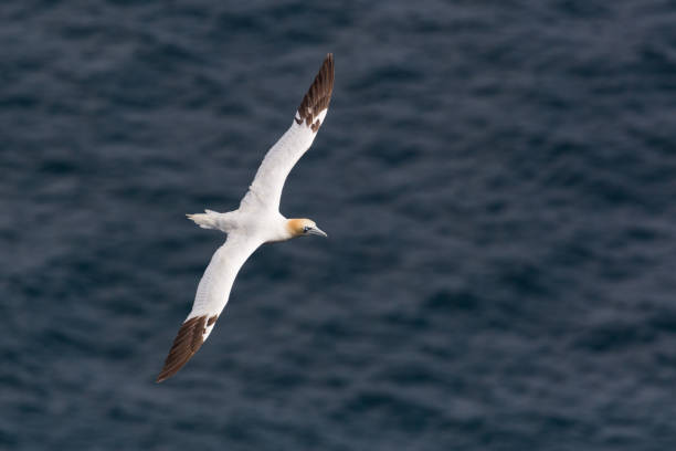 istock one isolated gannet (morus bassanus) flying over sea, spread wings 1167709634