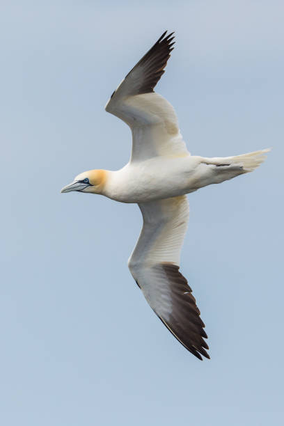 istock close-up of gannet (morus bassanus) in flight, spread wings 1167709696