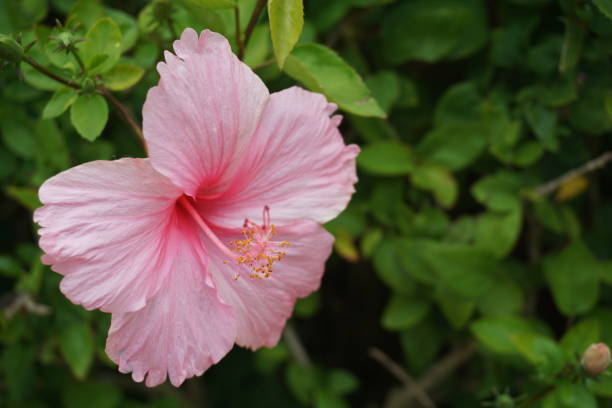 istock Close up Chinese Hibiscus Flowers on tree 1167710457