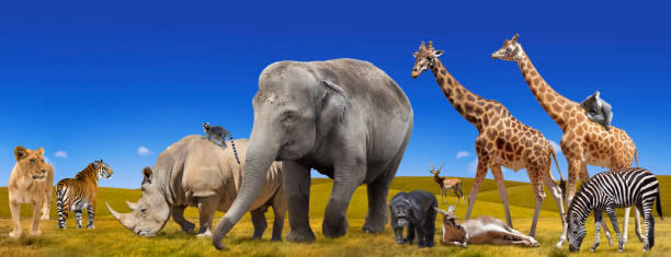 Wild animals collection collage Wild animals collection panorama koala walking stock pictures, royalty-free photos & images