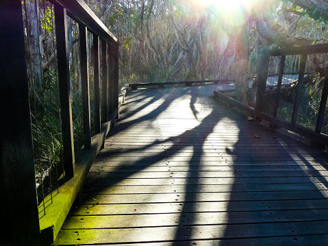 Early morning sun rays cast brilliant light beams and shadows through the trees at dawn in the forest, on the Sunshine Coast Boardwalk at Mount Coolum, Queensland, Australia.