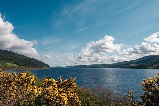 View of Loch Ness in Scotland from Drumnadrochit with bright yellow gorse flowers in the foreground and densely forested hills in the distance