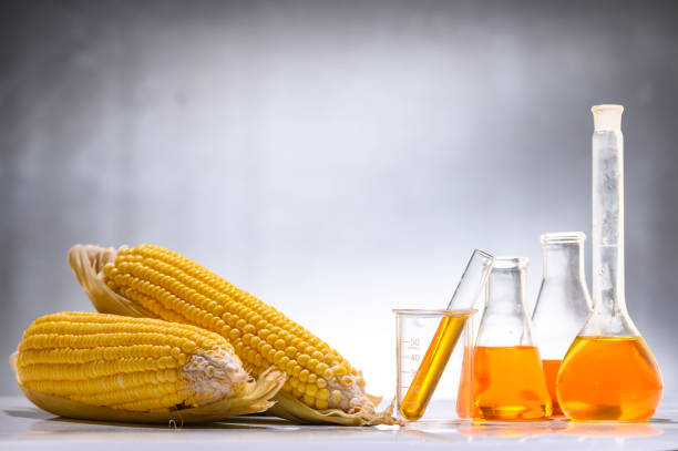 istock Biofuel from corn, oil and biofuel solution. 1167711640