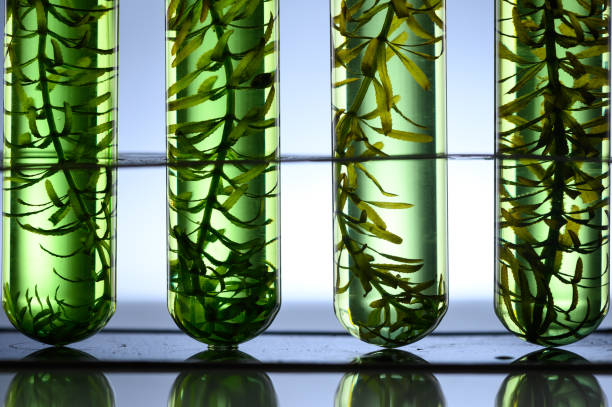 istock algae seaweed research, biofuel  industry science, sustainable concept 1167711688