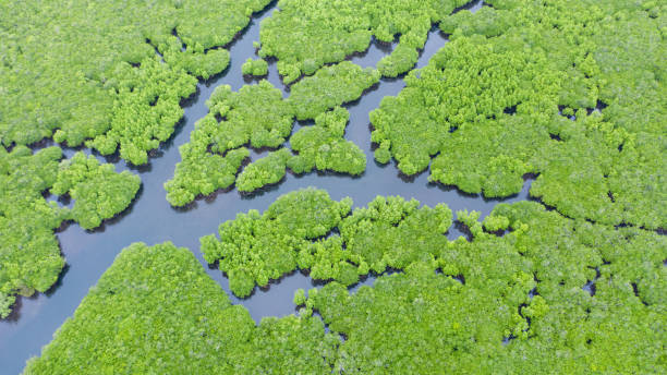 istock Mangroves, top view. Mangrove forest and winding rivers 1167711739