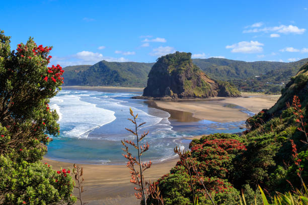 Summer Piha beach Summer Piha beach and Lion Rock with pohutukawa tree flowering, New Zealand north island new zealand stock pictures, royalty-free photos & images