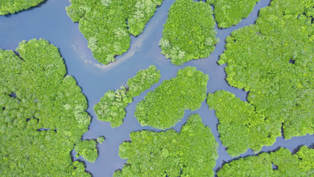 istock Mangroves, top view. Mangrove forest and winding rivers 1167711860