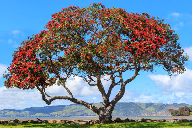 albero di pohutukawa con fiori - kiwiana foto e immagini stock