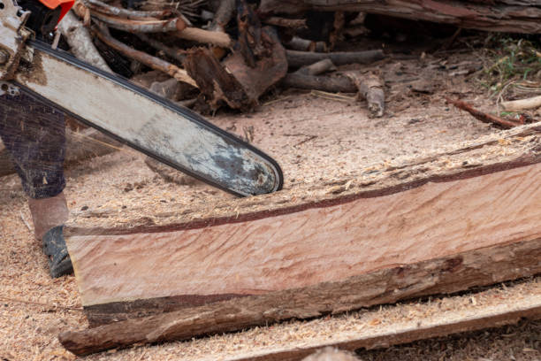 istock The worker works with a chainsaw. Chainsaw close up. Woodcutter saws tree with chainsaw. Man cutting wood with saw, dust and movements. 1167713281