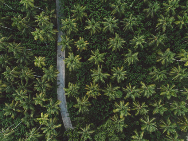 istock Full Frame Shot Of Fresh Green Plants 1167713435