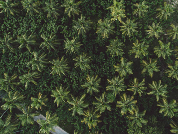 istock Full Frame Shot Of Plants 1167713537