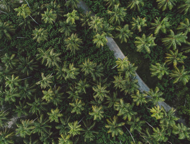 istock High Angle View Of Fresh Green Plants 1167713825