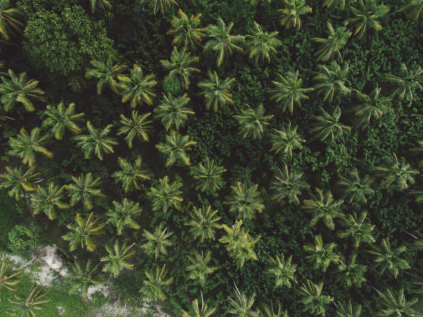 istock Full Frame Shot Of Green Plants 1167714086