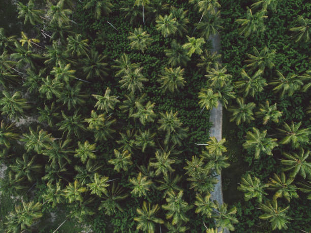 istock Full Frame Shot Of Plants 1167714154