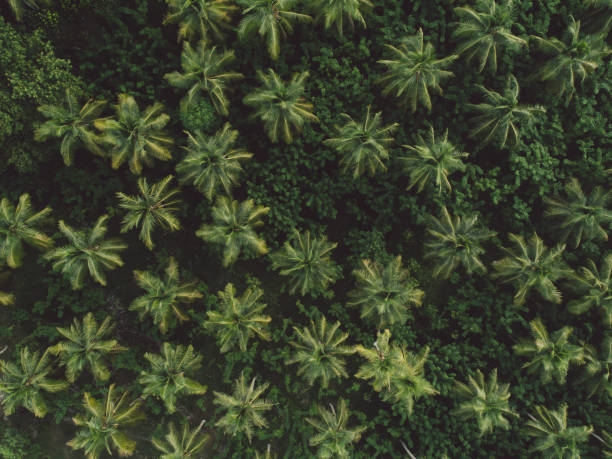 istock High Angle View Of Flowering Plants 1167714159