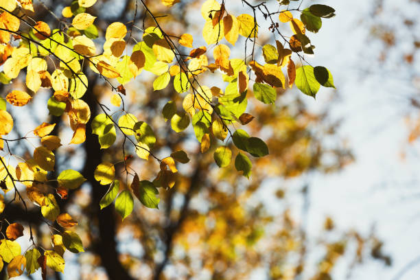 istock Fall backdrop. Branches of trees with autumn leaves 1167715533