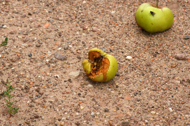 herbstobst im herbst auf den boden - crop farm nature man made stock-fotos und bilder