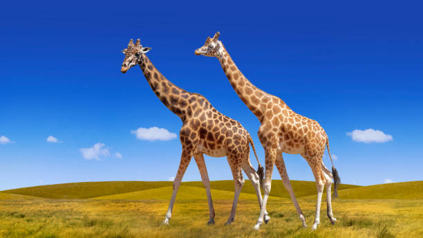 istock Wild  giraffes collage on the blue sky and savannah background 1167717726