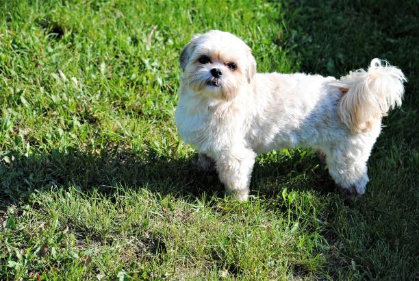 istock Cute Little Dog Outside on the Summer Grass 1167717856