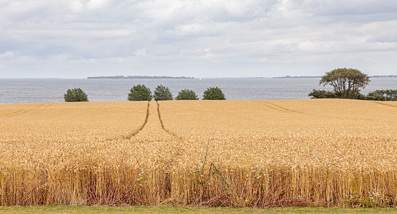 Wheat is a popular crop in Danish agriculture and a part of the traditional landscape