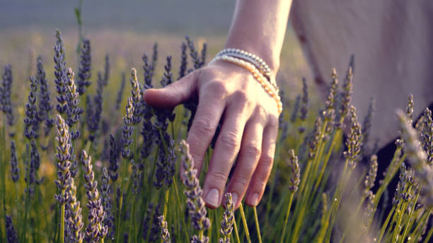 gardener caring for blooming lavender. soft touch - examining medicine healthcare and medicine beauty in nature imagens e fotografias de stock