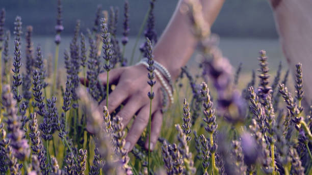 istock Gardener caring for blooming lavender. Soft touch 1167718748