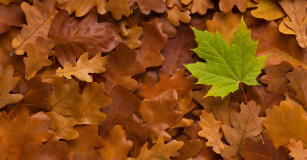 istock Young green maple leaf among old fallen autumn background 1167720757