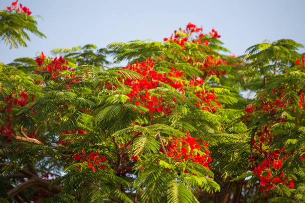 istock Tropical tree and flowers summer background 1167720762