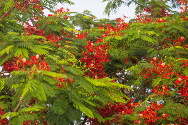 istock Tropical tree and flowers summer background 1167720767